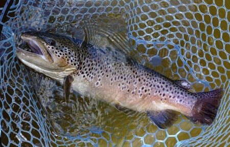 ラインブレイク頻発　～岡崎トラウトポンド～